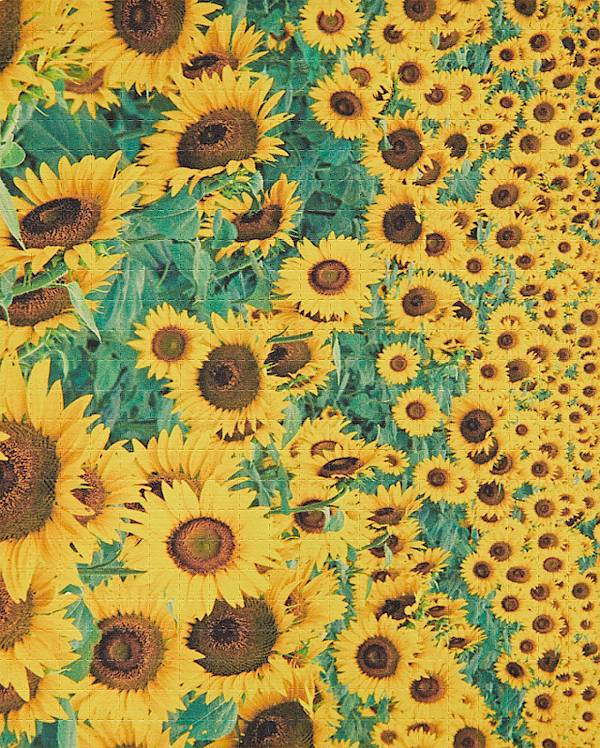 Sonenblumen 2008